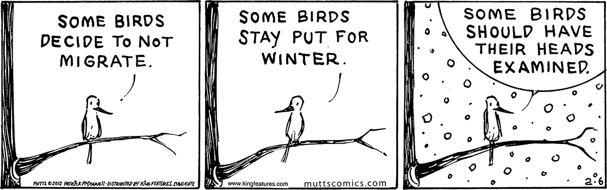 February 6 2012, Daily Comic Strip