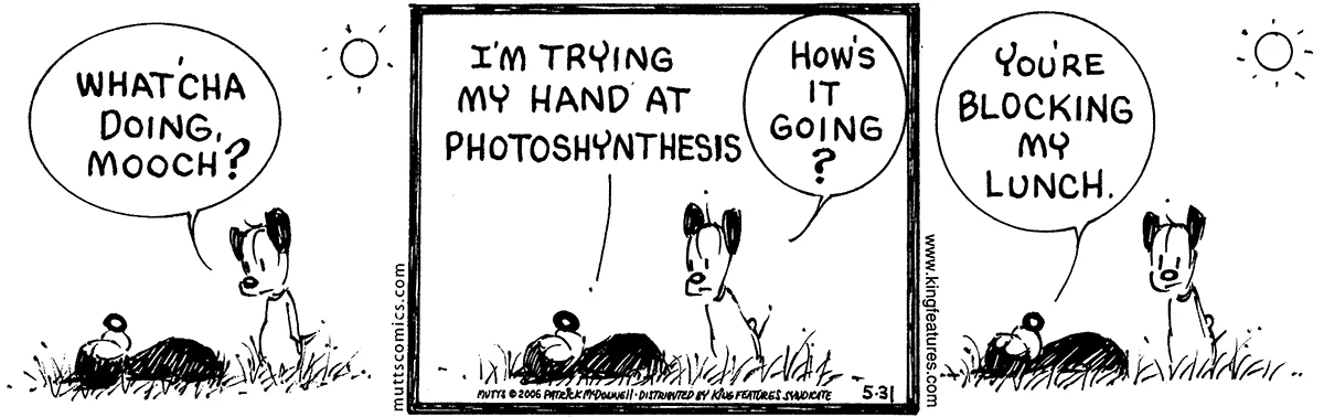 May 31 2006, Daily Comic Strip