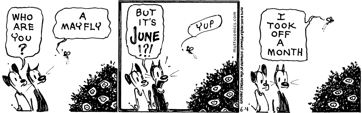 June 4 2005, Daily Comic Strip